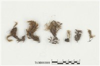 藏品(樹形大蕨苔)的圖片